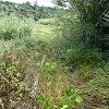 Plants: image 65 Of 208 Thumb